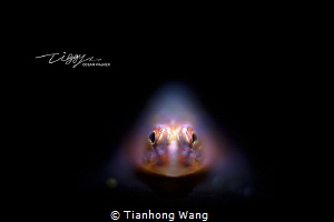 HELPLESS by Tianhong Wang 